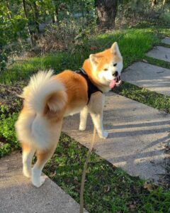 japanese akita dog breed info