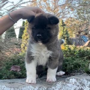 Japanese Dog Breed Akita 