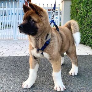 akita dog breed info