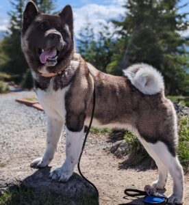  Akita Dog Breed for Sale Introduction