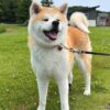Akita Dogs Fully Grown