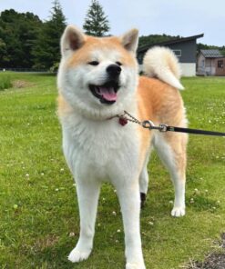 Akita Dogs Fully Grown