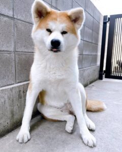 Akita Dogs Fully Grown 