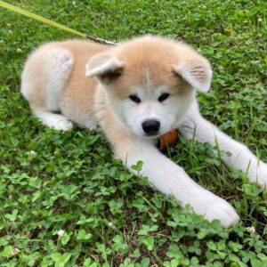 Akita Dog Breed temperament
