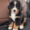 Puppies For Sale Bernese Mountain Dog