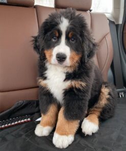 Puppies For Sale Bernese Mountain Dog