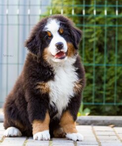 Mountain Dog Bernese for sale