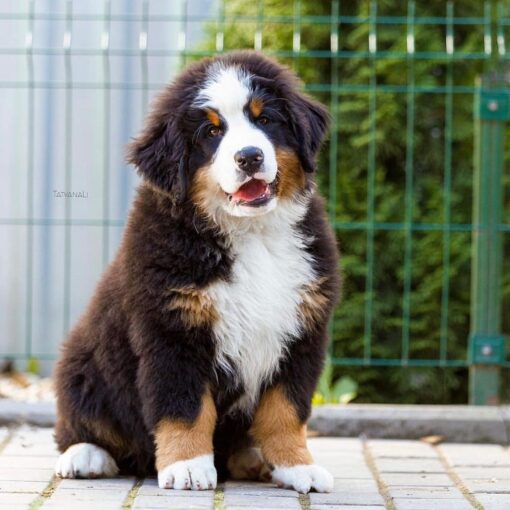Mountain Dog Bernese for sale