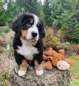 Mountain Bernese Dog For Sale