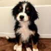 Bernese Mountain Dog Pups For Sale