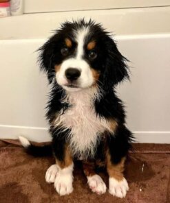 Bernese Mountain Dog Pups For Sale