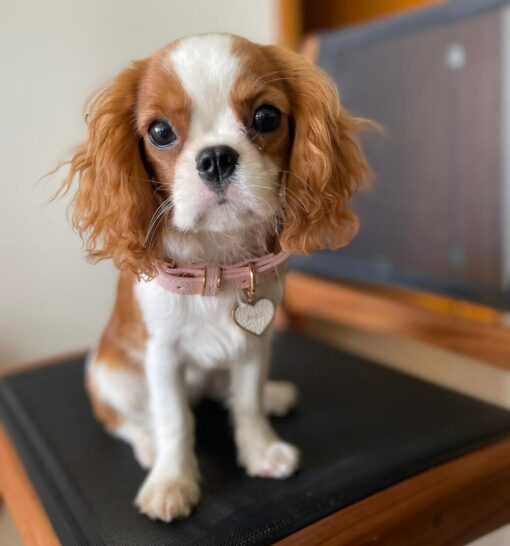 Cavalier King Charles Spaniel Puppy For Sale