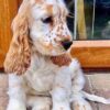 King Charles Spaniel Puppies for Sale