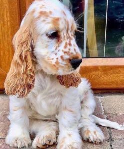 King Charles Spaniel Puppies for Sale