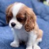 Cavalier King Charles Spaniel Pups For Sale