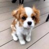Cavalier King Charles Spaniel Dog For Sale