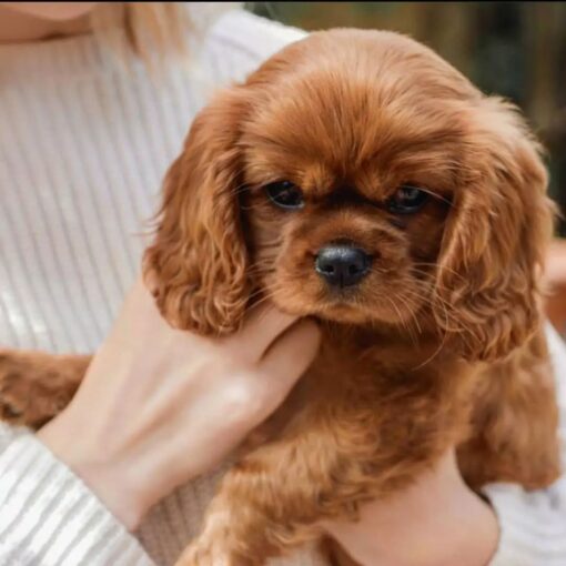For Sale Cavalier King Charles Spaniel Puppies