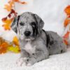 Great Dane Puppies For Adoption Near Me