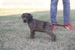 Blue Great Dane For Sale