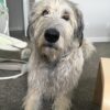 Irish Wolfhound Dog Rescue