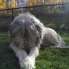 irish wolfhound dog for sale
