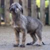 irish wolfhound puppy rescue