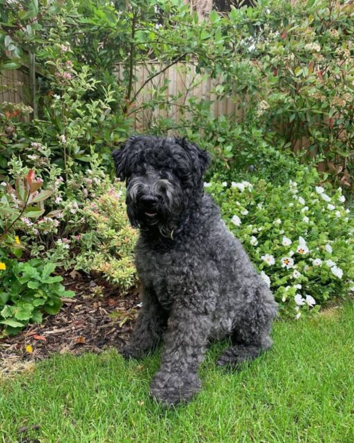 Dog kerry Blue Terrier In