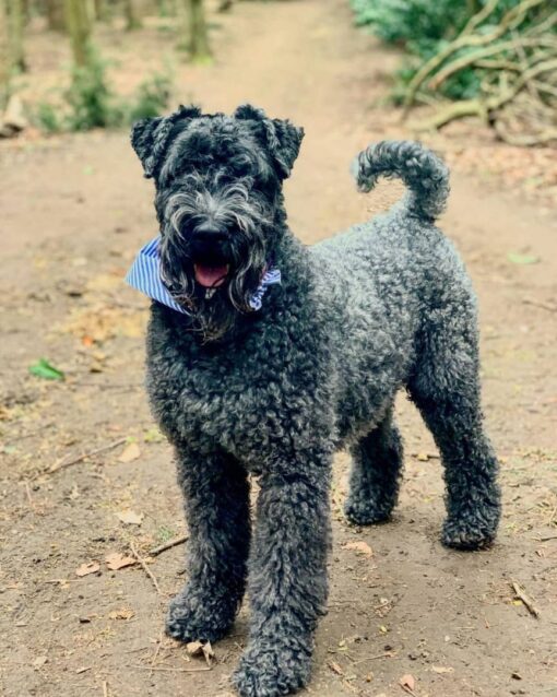Kerry Blue Terrier Puppies For Sale