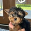 Lakeland Terrier Puppy For Sale