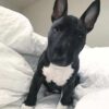 miniature bull terrier puppy for sale