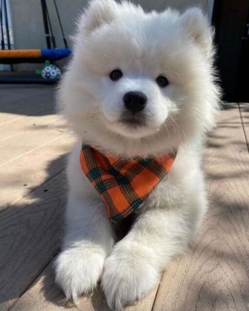 Samoyed Dog Puppy