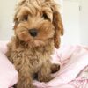 Italian Spinone Puppies For Sale Near Me