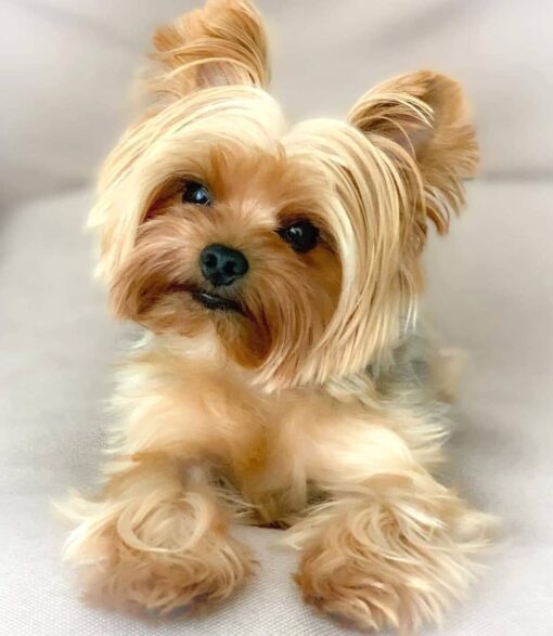 Shih Tzu And Yorkshire Terrier Mix