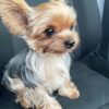 Yorkshire Terrier Mixed With Shih Tzu