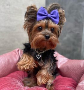 Yorkshire Terrier Mixed With Shih Tzu