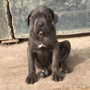 cane corso for sale ohio