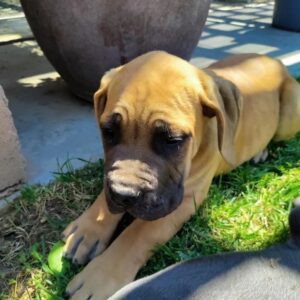 cane corso puppies for sale in nc,
