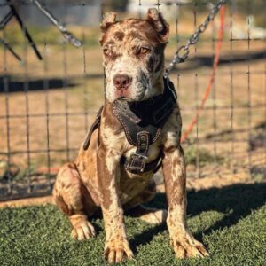 cane corso fro sale ohio