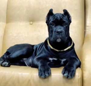 cane corso puppies for sale  in Pa