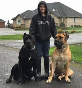 Cane Corso Breeders