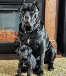 black cane corso puppies for sale