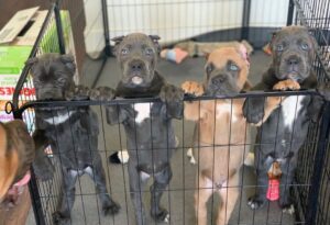 Cane Corso puppies for sale