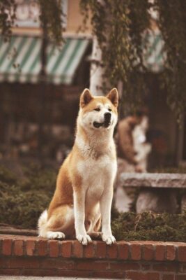 akita dogs images