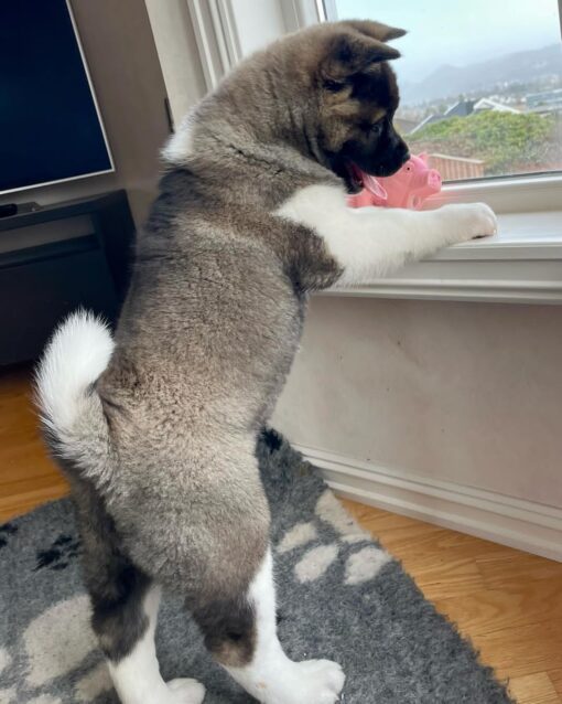 Full breed akita puppies for sale