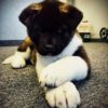 Akita Dog Breed For Sale