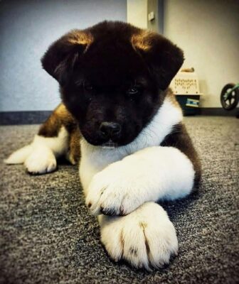Akita Dog Breed For Sale 