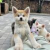 Akita Dogs Pictures
