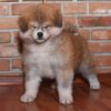 Akita Dogs Images