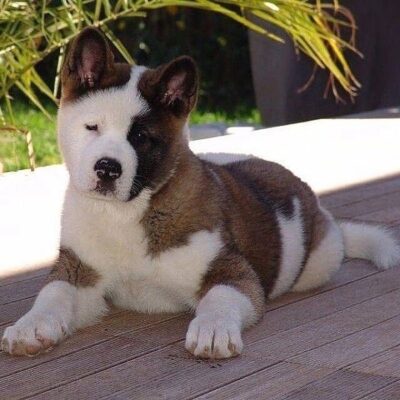 Pictures Of Akita Dogs