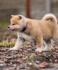 Pictures Of Japanese Akita Dogs